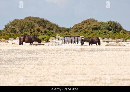 Cavallini della Giara, cavalli selvatici, Giara di Gesturi altopiano basaltico, Marmilla, Provincia di Medio Campidano, Sardegna, Italia Foto Stock