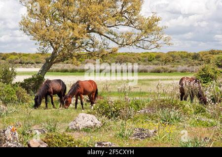 Cavallini della Giara, cavalli selvatici, Giara di Gesturi altopiano basaltico, Marmilla, Provincia di Medio Campidano, Sardegna, Italia Foto Stock