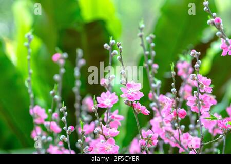 Fiori di ciliegio in primavera sole flamboyance in giardino, fiori tipici paesi freddi e di solito fiorire in primavera, Foto Stock