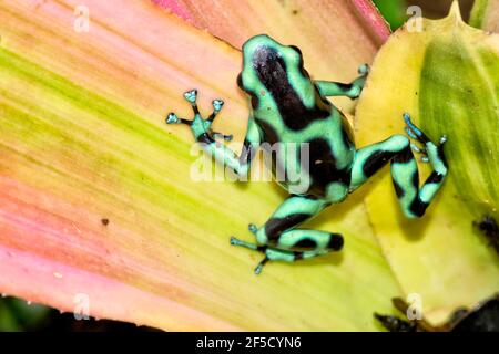 Rana di cardano di veleno verde e nero, auratus di Dendrobates, foresta tropicale, Costa Rica, America centrale, America Foto Stock