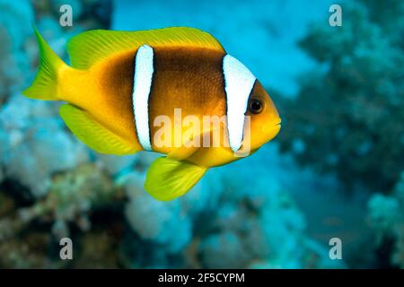 Pesce pagliaccio del Mar Rosso, anemonefish a due bande, Anphiprion bicintus, Coral Reef, Mar Rosso, Egitto, Africa Foto Stock