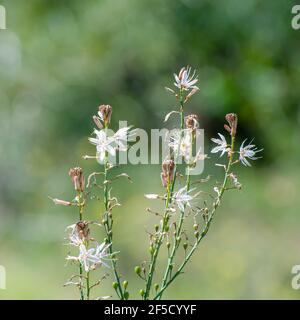 Asphodelus ramosus, noto anche come asfodel ramificato, è un'erba perenne dell'ordine degli Asparagi. Fotografato in Israele nel mese di febbraio Foto Stock