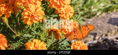 Farfalla arancione su fiore di marigold Foto Stock