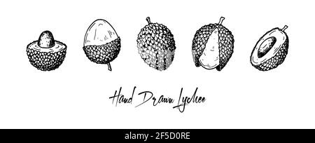 Set di frutti di lychee disegnati a mano isolati su sfondo bianco. Illustrazione vettoriale nello stile di schizzo di dettaglio Illustrazione Vettoriale