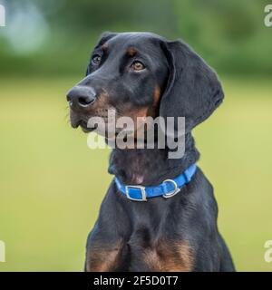 Doberman pinscher, cucciolo di cane Dobermann Foto Stock