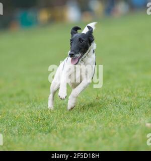 cane liscio in volpe terrier Foto Stock