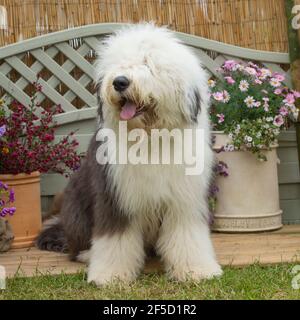 Vecchio cane da pastore inglese Foto Stock