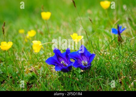 Due genziani di Clusius fioriti (clusii genziani) e un genziano primaverile (gentiana verna) su un prato di montagna in primavera Foto Stock