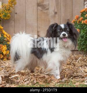 phalene papillon cane Foto Stock