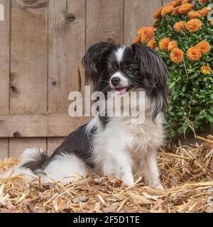 phalene papillon cane Foto Stock