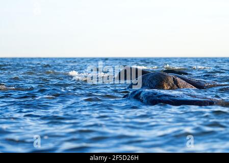 Spiaggia di pietra del Mar Baltico, Estonia, Viimsi. Vista sul Mar Baltico con pietre per il mare e il tramonto Foto Stock