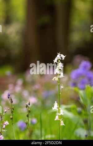 Il bluebell spagnolo si erge su un punto aperto nella foresta con altri fiori Foto Stock