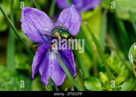 Una mosca d'oro su un fiore Foto Stock