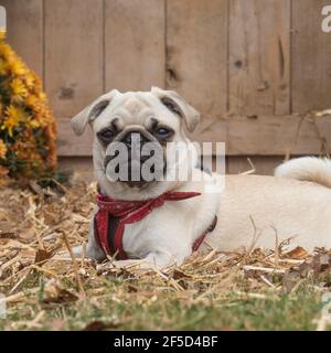 Pug Foto Stock