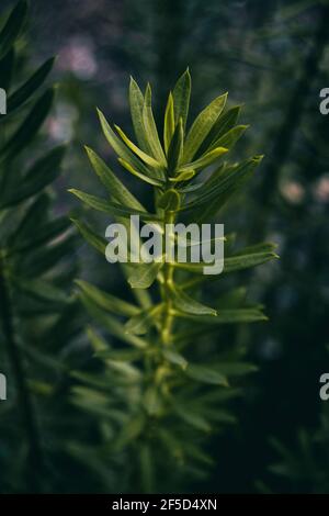 stalk di foglie allungate di daphne in una montagna di spagna Foto Stock