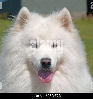 Cane samoiedo Foto Stock