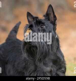 Scottish terrier Foto Stock