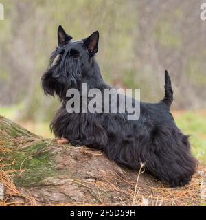 Scottish terrier Foto Stock