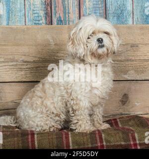 Shih tzu Foto Stock