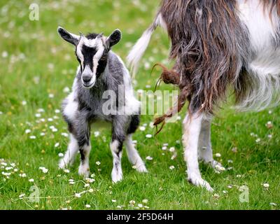 Capretto grigio e bianco (Capra aegagrus) su erba vista dalla parte anteriore Foto Stock