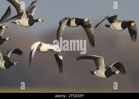 L'oca di Ross (Anser rossii, Chen rossii), in volo con un gruppo di oche barnacle, Paesi Bassi, Gelderland, Arkemheen Foto Stock