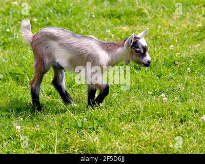 Capretto marrone e bianco (Capra aegagrus) su erba vista dal profilo Foto Stock