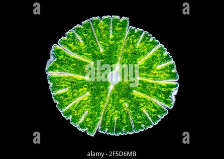 Alga verde (Micrasterias rotata), immagine microscopica a campo scuro, ingrandimento x100 relativo a 35 mm, Germania Foto Stock