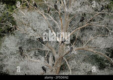 Grande cormorano (Phalacrocorax carbo), gruppo arroccato su un albero per dormire, Germania, Meclemburgo-Pomerania occidentale, Muritz Nationalpark Foto Stock