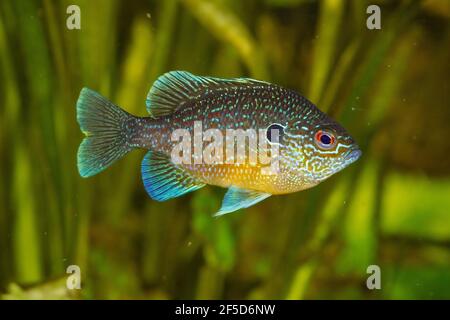 Dollaro Sunfish orientale (Lepomis marginatus), maschio Foto Stock