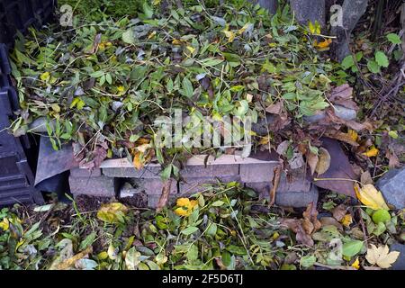 Riccio occidentale, riccio europeo (Erinaceus europaeus), casa hedgehog perpaed per l'inverno con tetto in tavole e piscina coperta Foto Stock