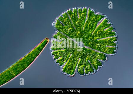 Alga verde (Micrasterias rotata), con Clostridium, immagine di contrasto con interferenza differenziale, ingrandimento x100 relativo a 35 mm, Germania Foto Stock