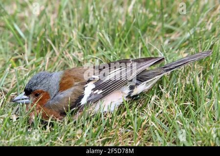 Chaffinch (Fringilla coelebs), malato chaffinch arroccato in erba, Germania Foto Stock