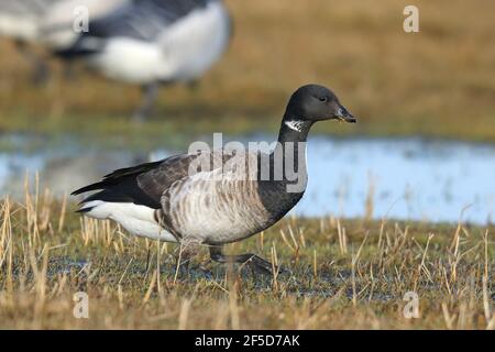 L'oca brent dal colore pallido (Branta bernicla hrota, Branta hrota), passeggiate sulla prateria al Lauwersmeer, Paesi Bassi, Frisia, Lauwersmeer National Park Foto Stock