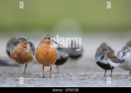 Nodo rosso (Calidris canutus), Adulto nell'allevamento plumage in piedi su fango pianeggiante a un ruggito di Wader alta marea con diversi Dunlins dormendo, Germania Foto Stock