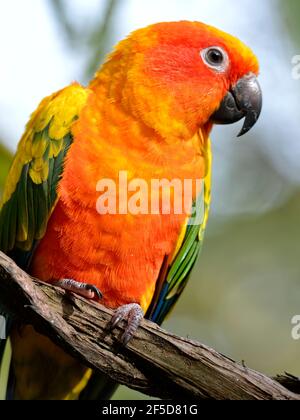 Crema solare arancione (Aratinga solstitialis) appollaiato sul ramo e visto di fronte Foto Stock