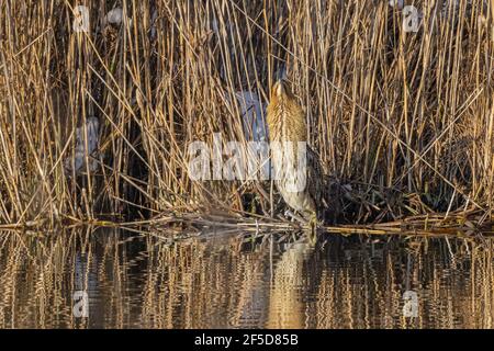 Bittero eurasiatico (Botaurus stellaris), seduto sulla riva di fronte alla zona di canna, Germania, Baviera Foto Stock