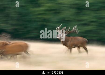 Cervi rossi (Cervus elaphus), femmine stag che allevano nella stagione della caccia, Danimarca, Jaegersborg Foto Stock