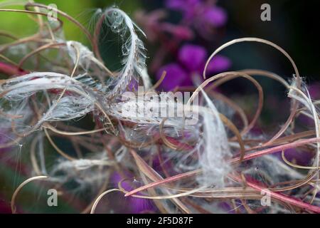 Erbacce, sally fiorente, Rosebay salice-erba, Grande salice-erba (Epilobium angustifolium, Chamerion angustifolium), frutta e semi, Germania Foto Stock