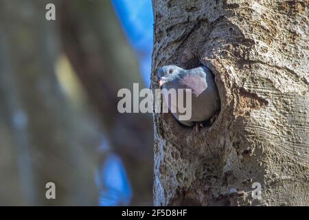 Piccione di stock (Columba Enoas), sbucciando dalla grotta di riproduzione di un Picchio Nero, Germania, Baviera, Isental Foto Stock