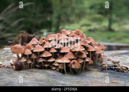 Brittlestem di ceppo comune (Psatyrella piluliformis, Psatyrelle hydrophila), parecchi corpi fruttanti su un serpente dell'albero, Germania, Sassonia Foto Stock
