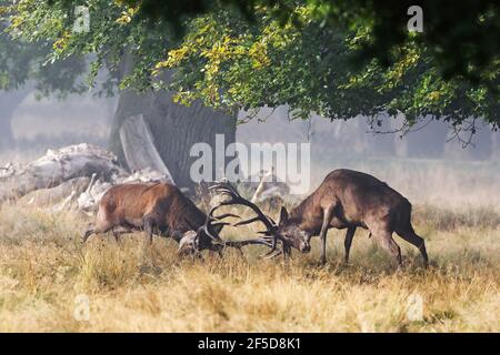 Cervi rossi (Cervus elaphus), due stracci da combattimento, Danimarca Foto Stock