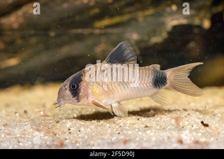 Panda cory (Corydoras panda), femmina Foto Stock