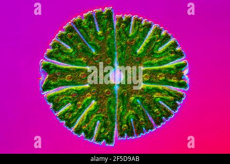 Alga verde (Micrasterias rotata), immagine di contrasto con interferenza differenziata dal colore, ingrandimento x100 relativo a 35 mm, Germania Foto Stock