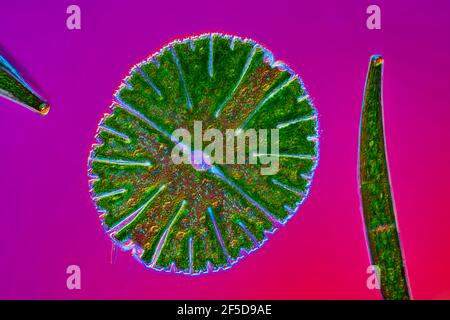 Alga verde (Micrasterias rotata), con Closterium, immagine di contrasto con interferenza colore-differenziale, ingrandimento x100 relativo a 35 mm, Germania Foto Stock