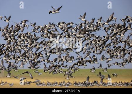 l'oca di barnacle (leucopsis di Branta), decollo di grandi greggi, Paesi Bassi, Frisia, Ferwert Foto Stock