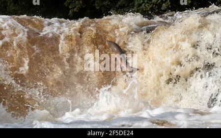 Wild Atlantic Salmon che salpano Stainforth Foss sul fiume Ribble nello Yorkshire Dales, Regno Unito. Foto Stock