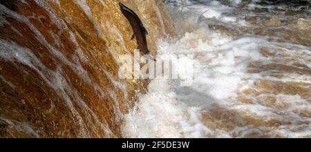 Wild Atlantic Salmon che salpano Stainforth Foss sul fiume Ribble nello Yorkshire Dales, Regno Unito. Foto Stock