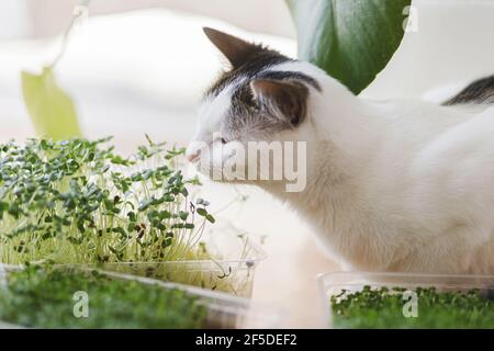 Carino gatto che odora germogli di microsverde fresco tra piante verdi su tavolo di legno. Coltivare i micrograni a casa. Piccolo gattino con micro germogli verdi Foto Stock