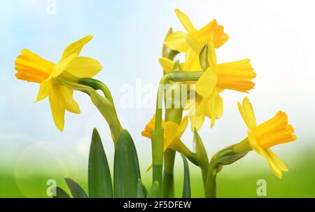 Fiori gialli Narcissus su sfondo naturale offuscato. Stagione primaverile. Foto Stock