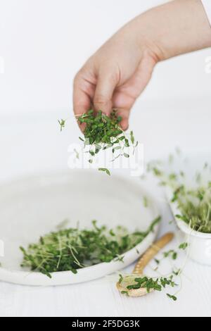 Tenere a mano germogli di lino fresco sullo sfondo di piatto moderno, cucchiaio, forbici su legno bianco. Coltivare i micrograni a casa. Lino o lino più profiero, microfono Foto Stock